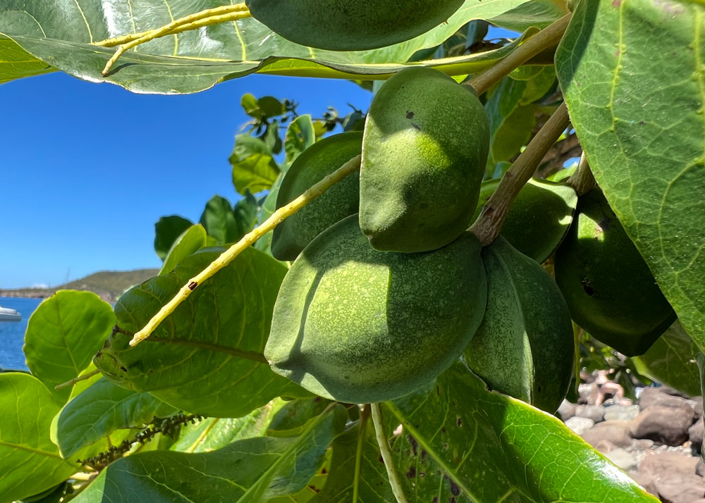 guadeloupe-01.jpg