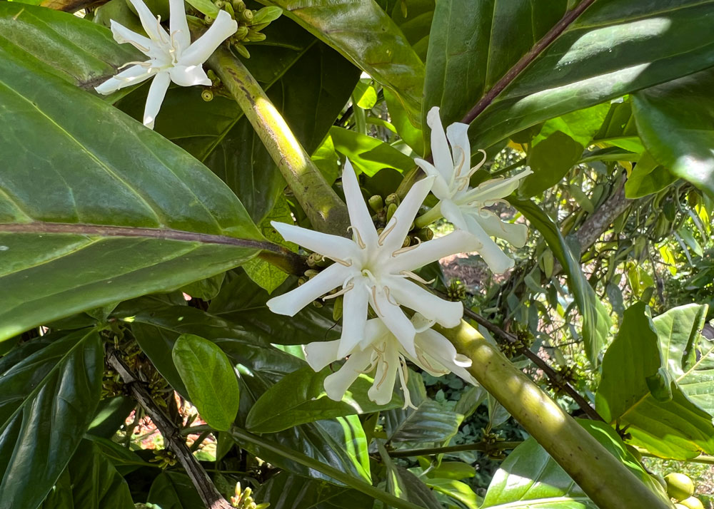 guadeloupe-flower.jpg
