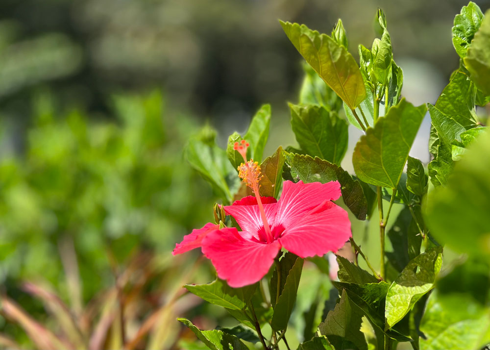 guadeloupe-hibiskus.jpg